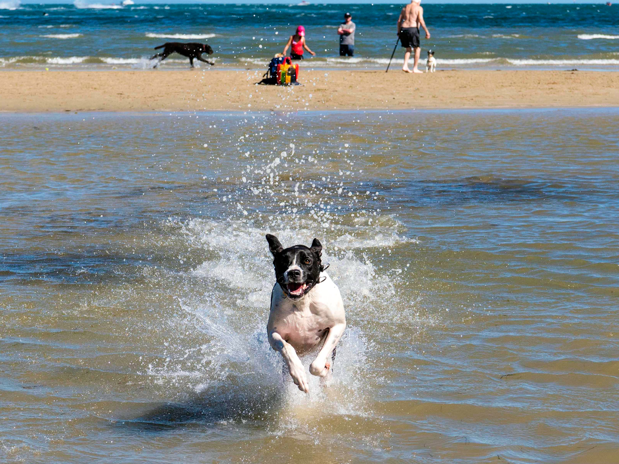 You are currently viewing Top Pet-Friendly Vacation Spots in Australia