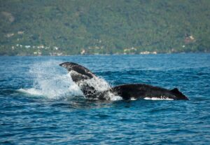 Read more about the article Punta Cana’s Best Excursions and Beaches