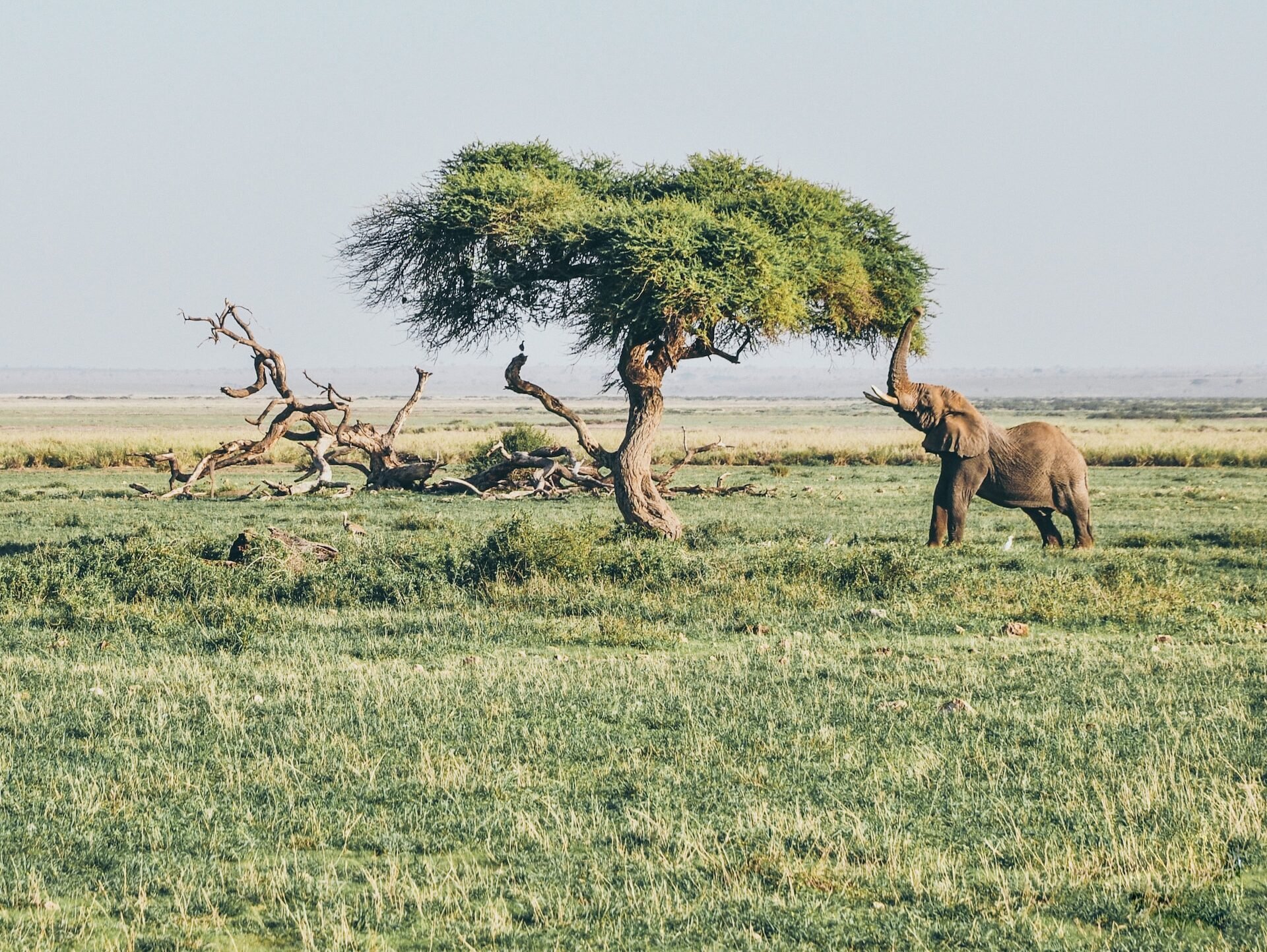 You are currently viewing Experiencing the Amboseli National Park of Kenya