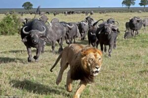 Read more about the article African Big Five Safari: Lion, Elephant, Rhinoceros, Leopard and Buffalo