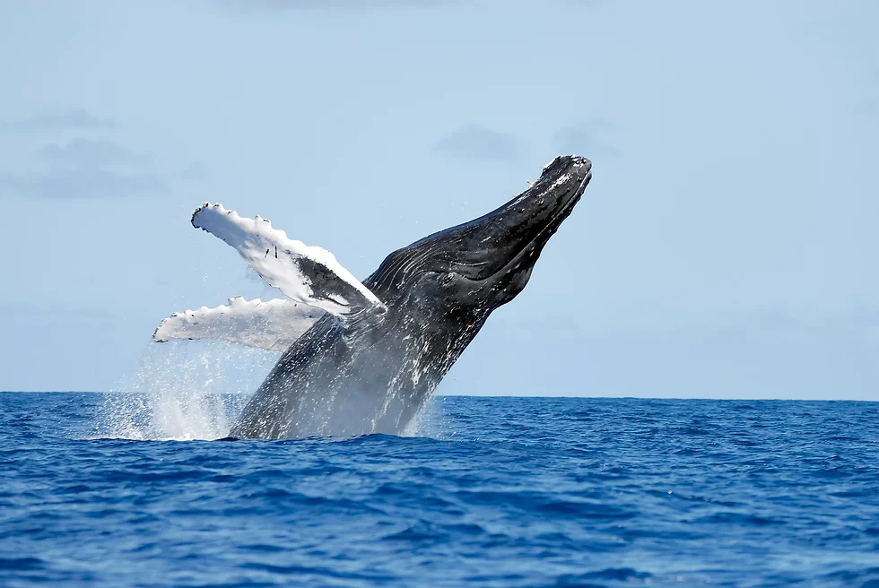 You are currently viewing The Enchanting Migration of Humpback Whales in Samaná Bay, Dominican Republic