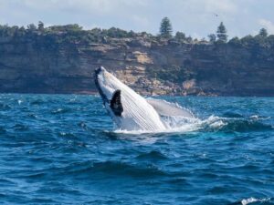 Read more about the article Best Time Of Year to go Whale Watching in Sydney