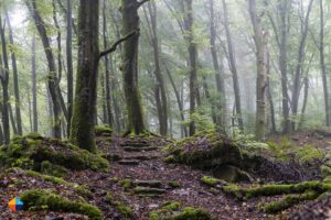 Read more about the article Hiking on the Mullerthal Trail in Luxembourg