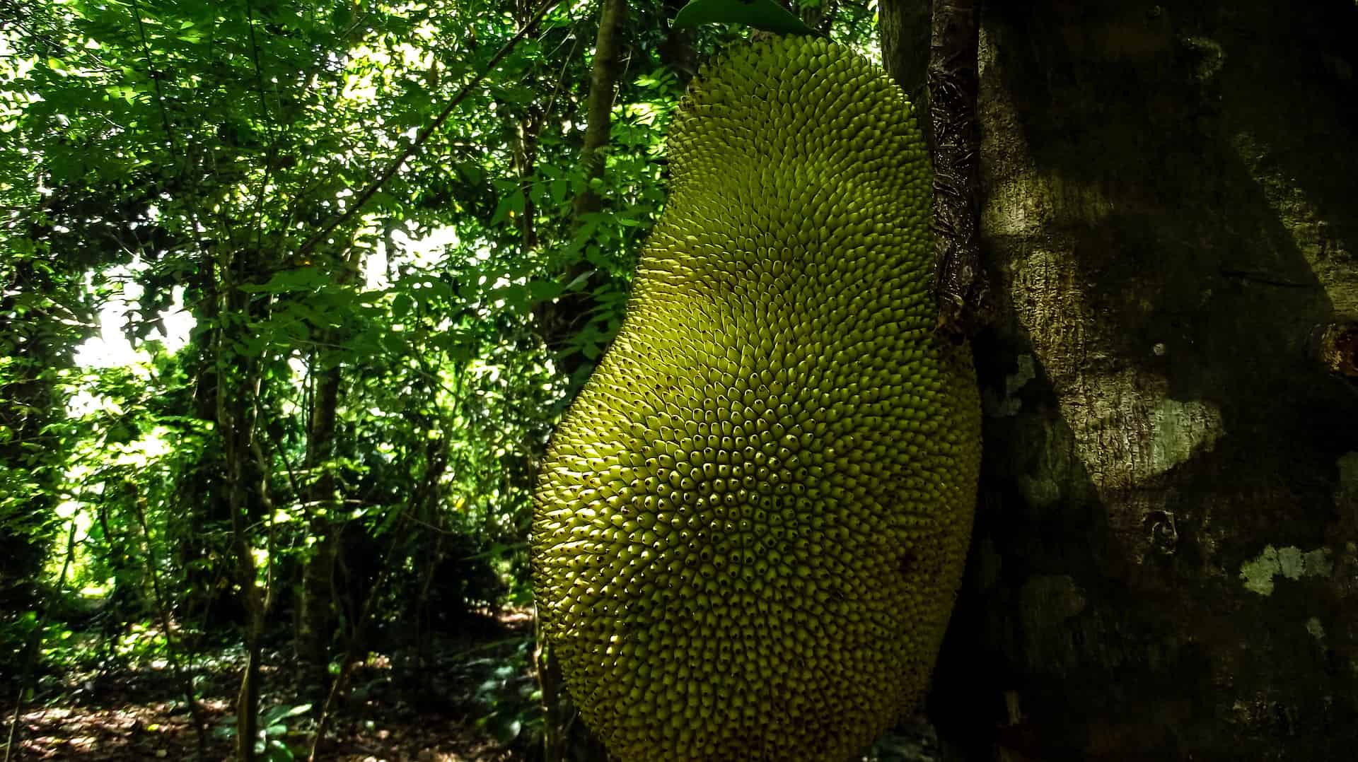 You are currently viewing How to Visit a Spice Farm in Zanzibar, Tanzania