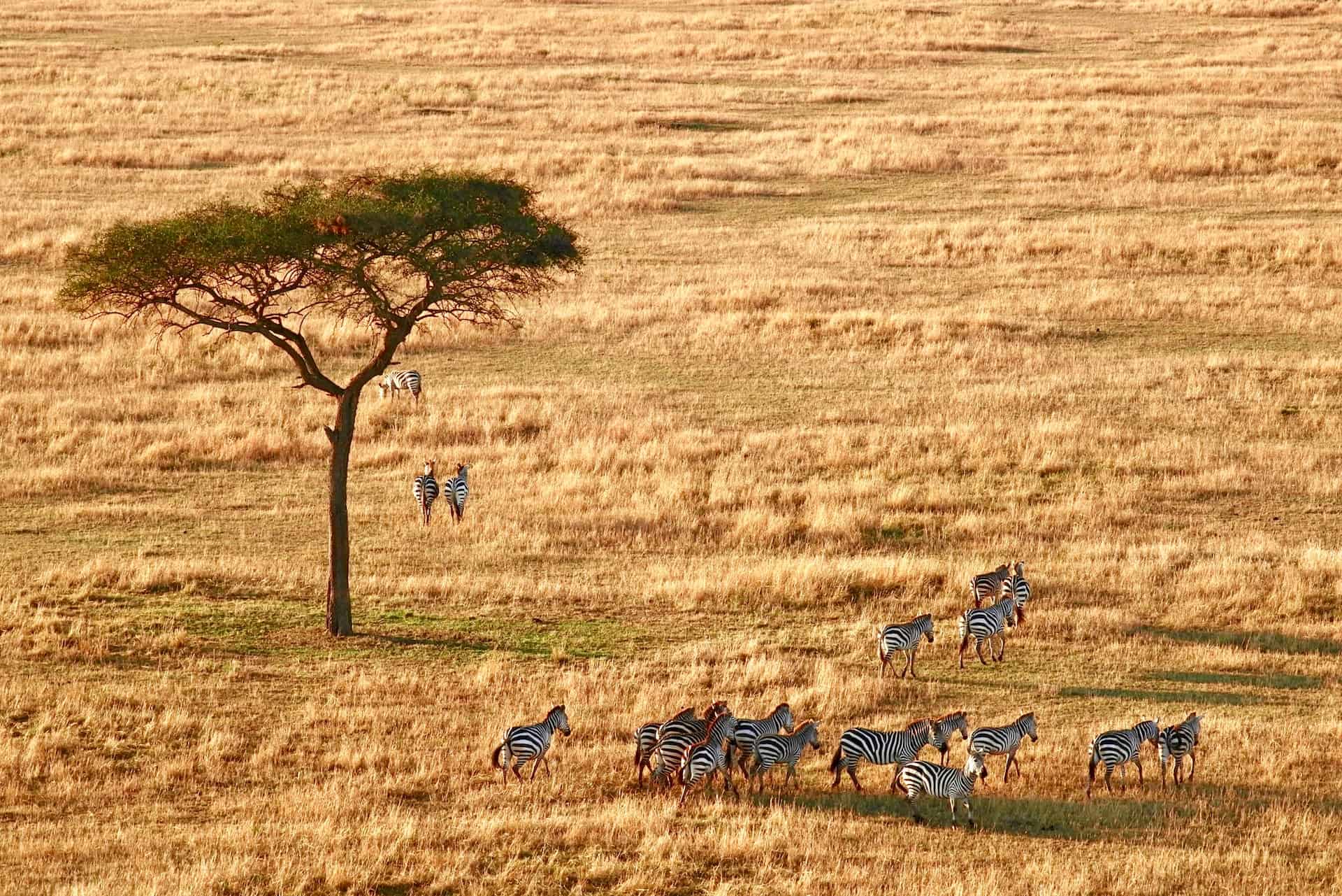 You are currently viewing 10 Things to Know About Serengeti National Park