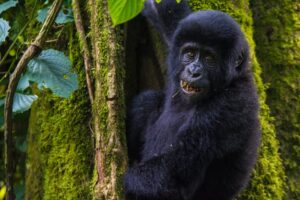 Read more about the article How to Go Gorilla Trekking in Mgahinga National Park