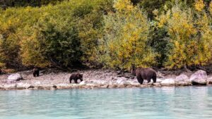 Read more about the article Soar Over Spectacular Landscapes: Your Guide to Bear Viewing in Alaska