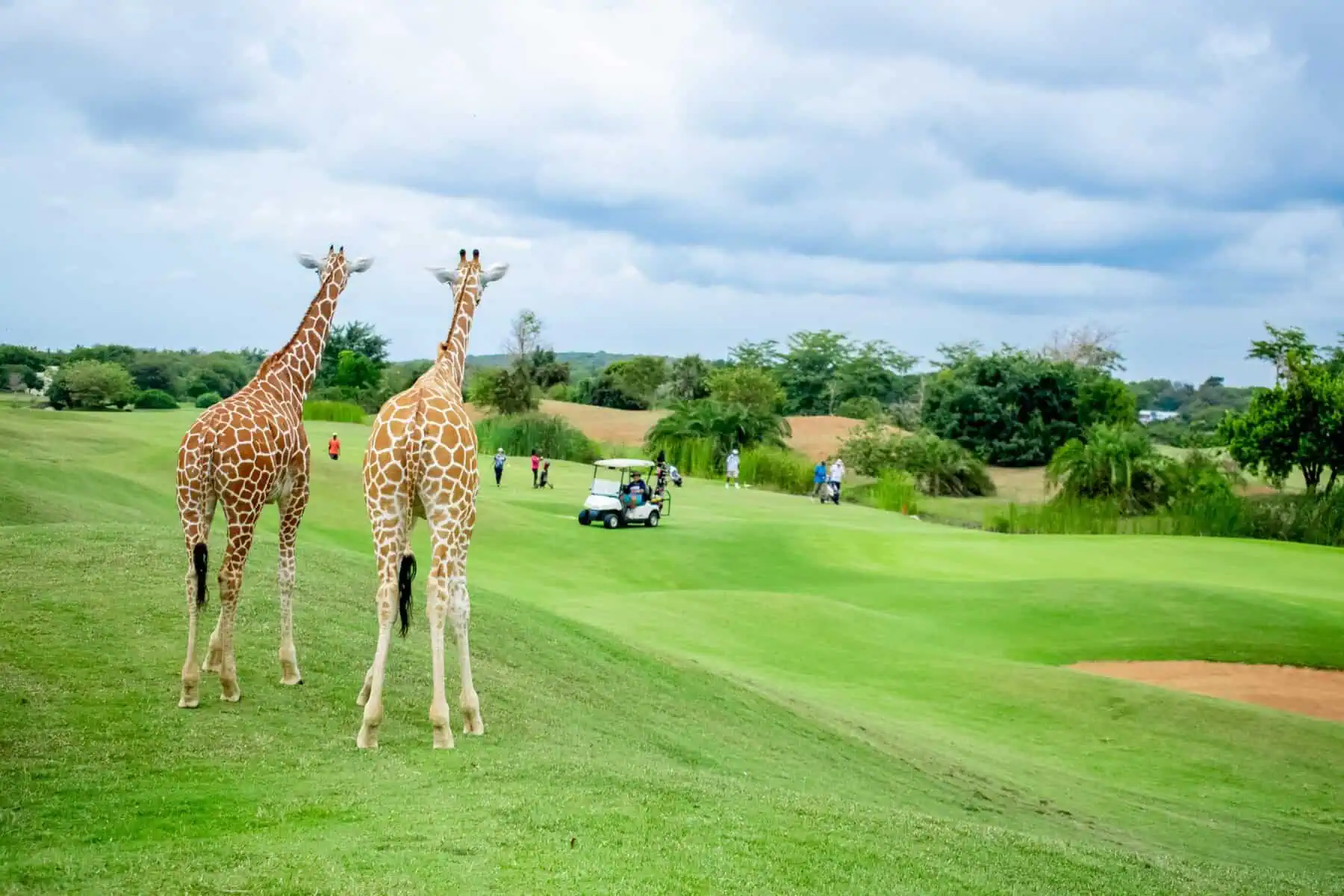 Read more about the article Kenya Golf Holidays: Where Championship Greens Meet Safari Adventures