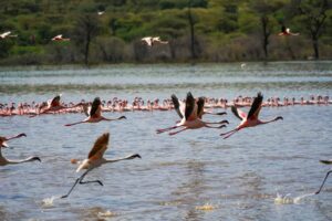 Read more about the article How to Experience Lake Bogoria’s Hot Springs and Flamingos