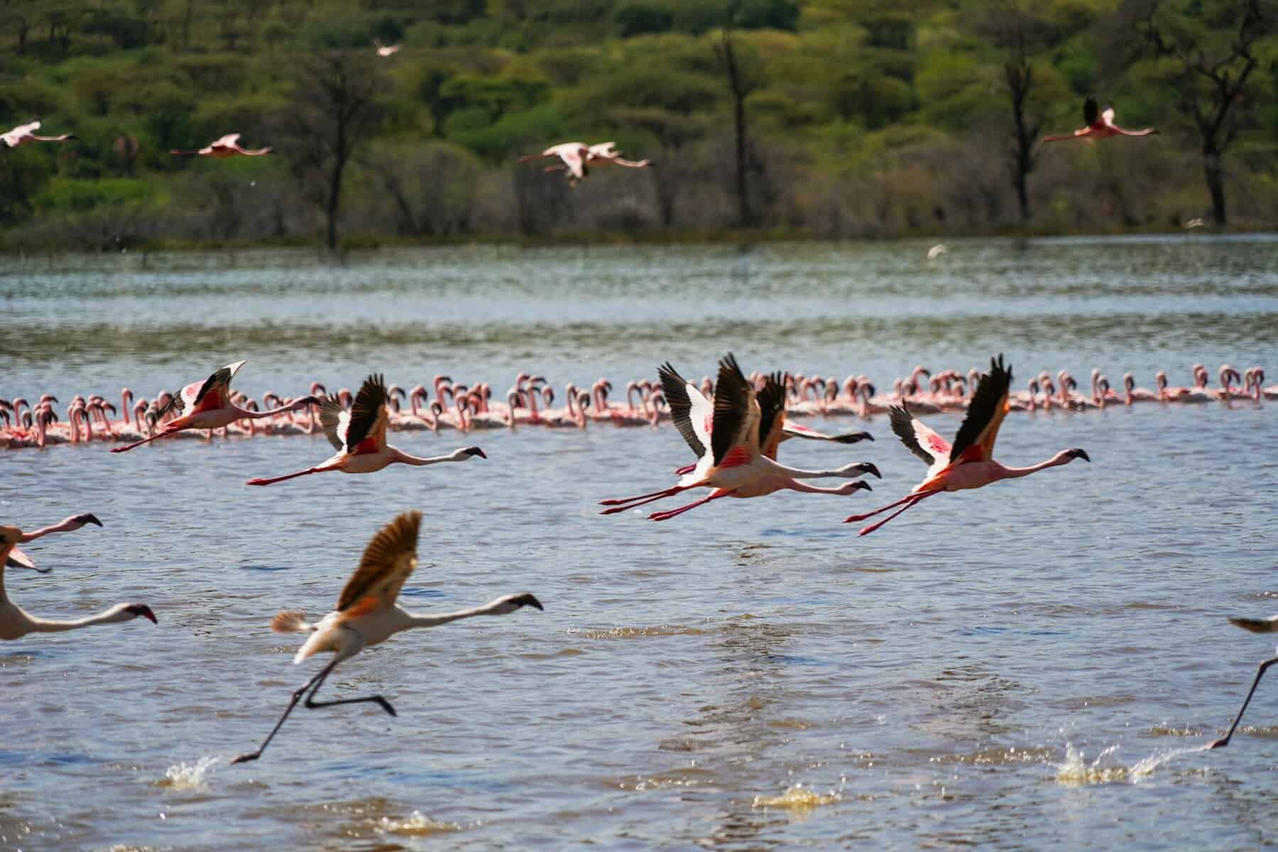 You are currently viewing How to Experience Lake Bogoria’s Hot Springs and Flamingos