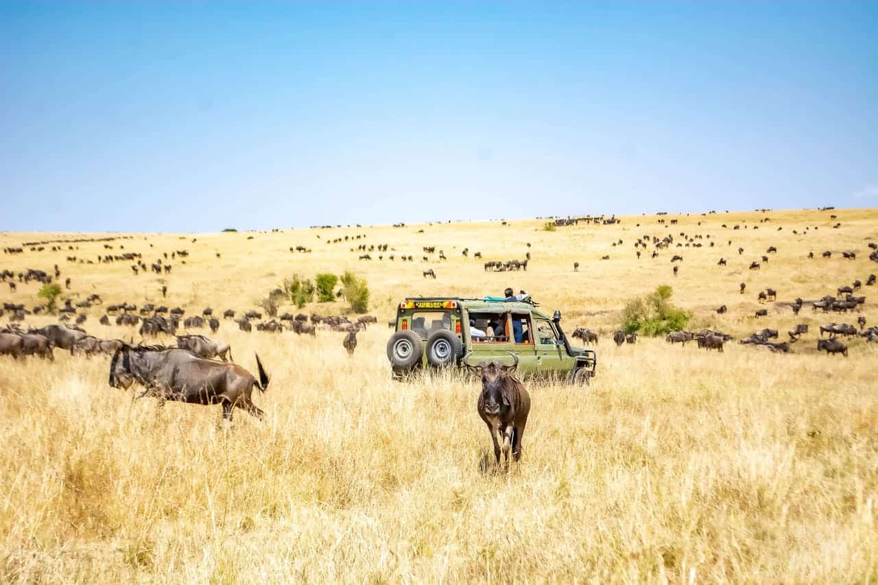 You are currently viewing 5 Kenyan Safaris You Should Try