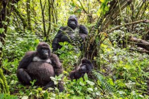 Read more about the article What Gorilla Trekking in the DRC Teaches You About Wilderness