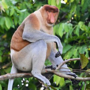 Read more about the article Kota Kinabalu River Cruise: The Mangrove Nobody Photographs