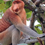 The Kota Kinabalu Day Trip Built Around Waiting for Something Wild