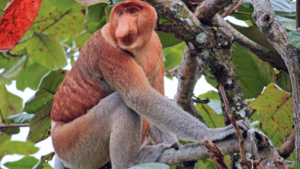 Read more about the article The Kota Kinabalu Day Trip Built Around Waiting for Something Wild