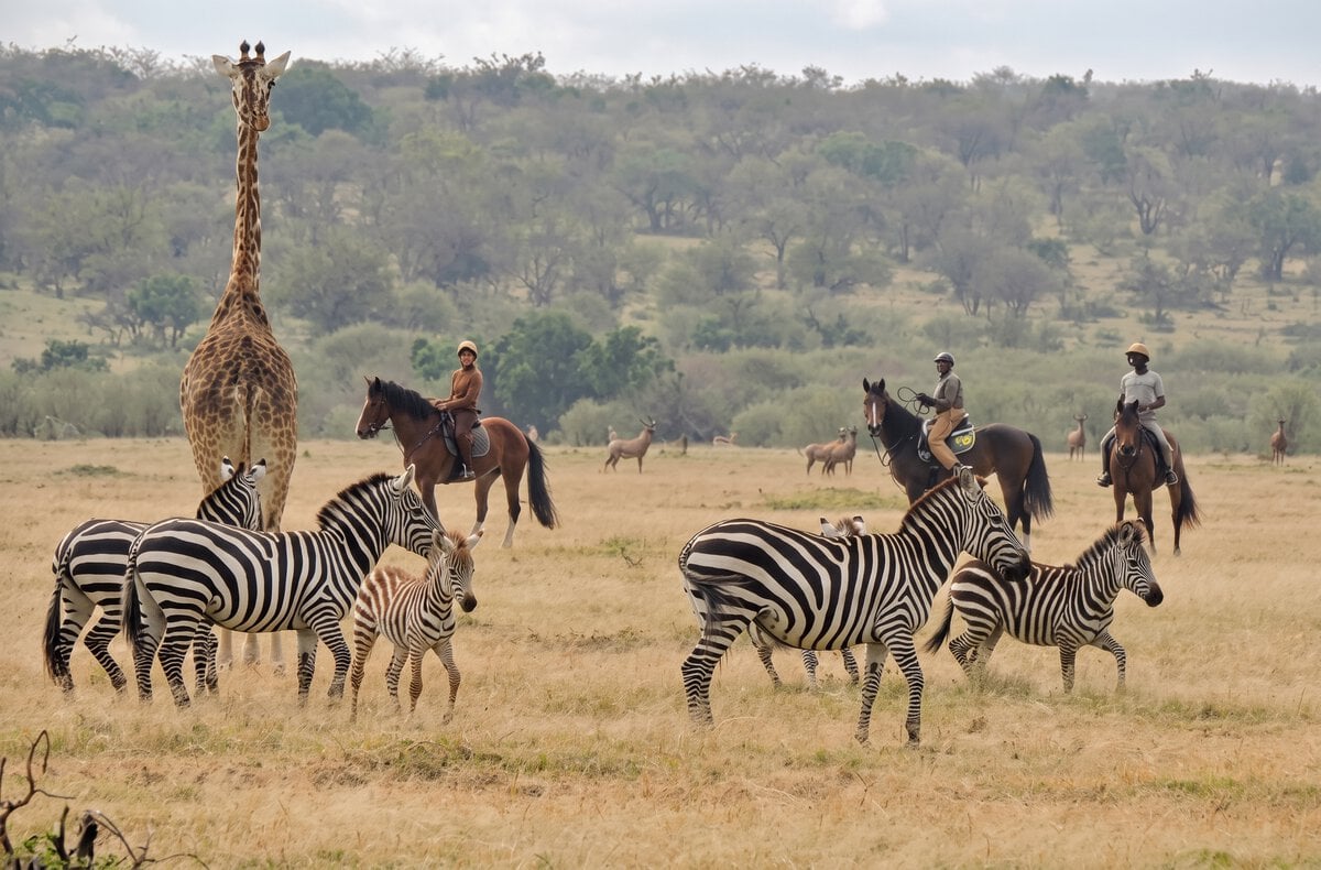 You are currently viewing Kenya Grew Up While I Was Away